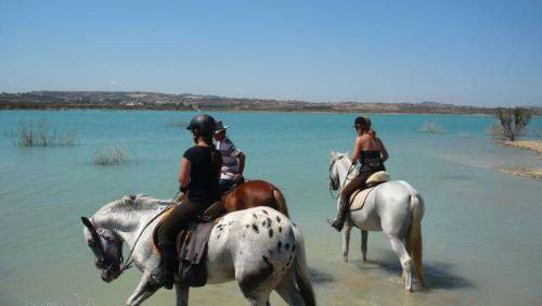 Reitpferde am Strand